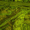 Wattle Fibers 150X